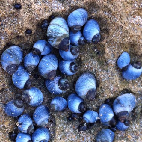  Periwinkle!  This Shell-Dwelling Gastropoda Thrives on Rocky Shores, Gracing Tide Pools With Its Distinctive Spiral Shape