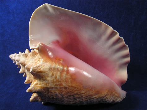  Query!  Q: Queen Conch, A Majestic Gastropod With a Shell Fit for Royalty