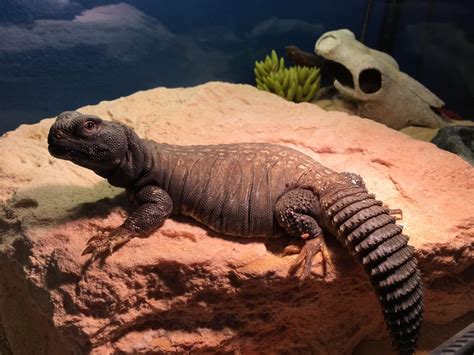  Uromastyx! Discover This Unique Lizard That Loves Sunbathing and Delicious Greens